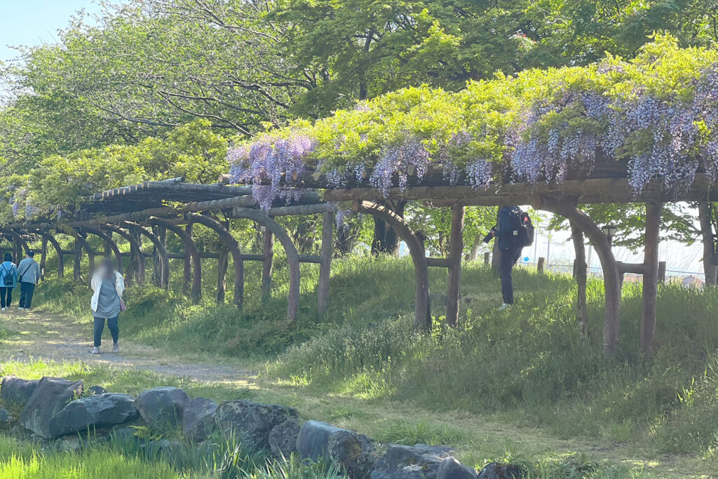 松任グリーンパークの藤の花