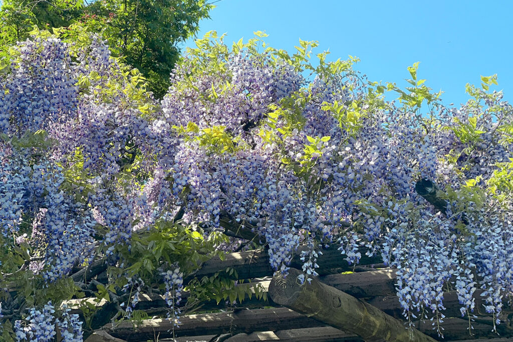 松任グリーンパークの藤の花