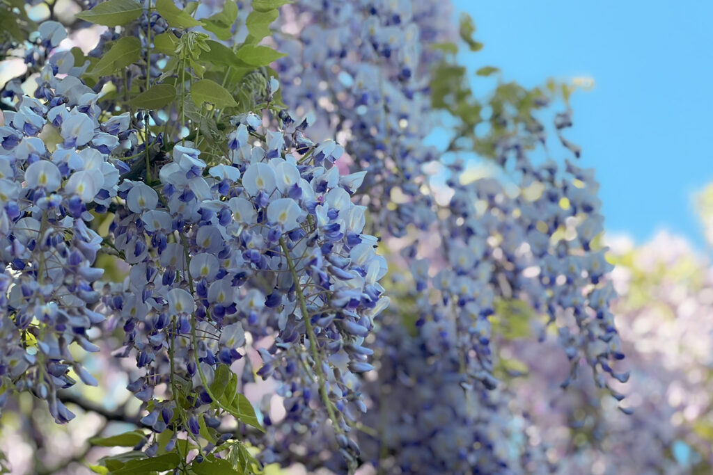 松任グリーンパークの藤の花