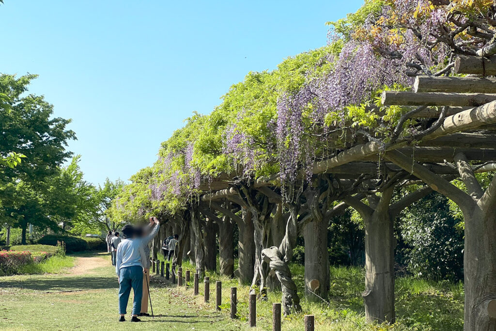 松任グリーンパークの藤の花